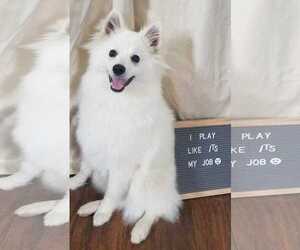 American Eskimo Dog Dogs for adoption in Pacolet, SC, USA