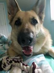 German Shepherd Dog Dogs for adoption in Clay, NY, USA