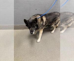 German Shepherd Dog-Unknown Mix Dogs for adoption in Las Vegas, NV, USA