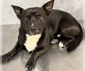 Chihuahua-Unknown Mix Dogs for adoption in Canton, CT, USA