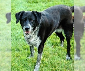 Mutt Dogs for adoption in Millville, UT, USA