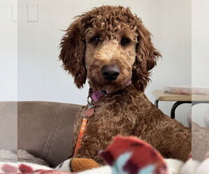 Medium Photo #6 Irish Doodle Puppy For Sale in Fargo, ND, USA