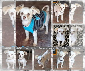 Chiranian Dogs for adoption in Mesa, AZ, USA