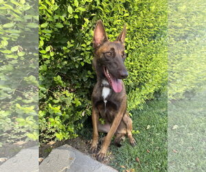 Mutt Dogs for adoption in Sandy, UT, USA