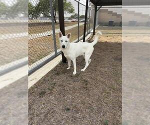 Siberian Husky Dogs for adoption in Corpus Christi, TX, USA