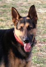 German Shepherd Dog Dogs for adoption in Lovingston, VA, USA