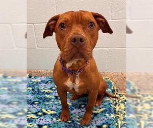 American Pit Bull Terrier-Unknown Mix Dogs for adoption in Brighton, CO, USA