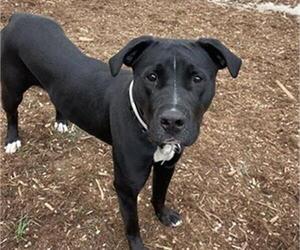American Pit Bull Terrier-Labrador Retriever Mix Dogs for adoption in Denver, CO, USA