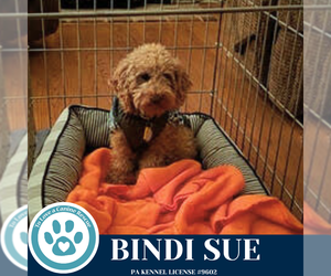 Poodle (Miniature) Dogs for adoption in Kimberton, PA, USA