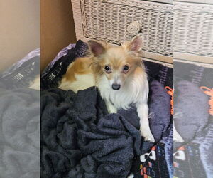 Papillon Dogs for adoption in Cuyahoga Falls , OH, USA