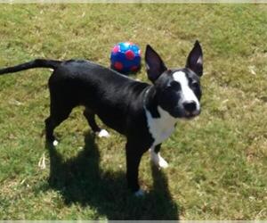 Bull Terrier Dogs for adoption in Grovetown, GA, USA