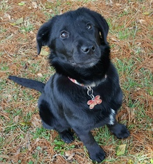 Borador Dogs for adoption in Potomac, MD, USA