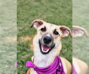 Greyhound-Unknown Mix Dogs for adoption in Salt Lake City, UT, USA