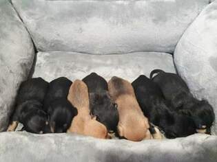 Chiweenie Dogs for adoption in Marrero, LA, USA