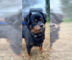 Dameranian Dogs for adoption in Dallas, TX, USA