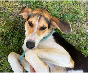 Mutt Dogs for adoption in Tarboro, NC, USA