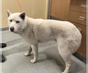 Siberian Husky Dogs for adoption in Orange, CA, USA
