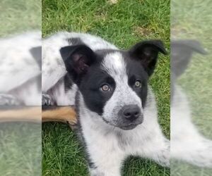 Mutt Dogs for adoption in Bow, WA, USA