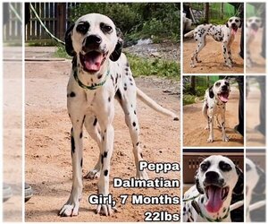 Dalmatian Dogs for adoption in Seattle, WA, USA
