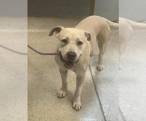 Labrador Retriever Dogs for adoption in Tallahassee, FL, USA