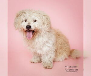 Poodle (Standard)-Unknown Mix Dogs for adoption in Corona, CA, USA