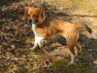 Beagle Dogs for adoption in Randleman, NC, USA