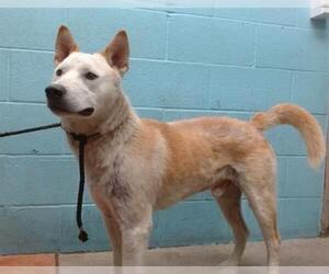 Doberman Pinscher-Siberian Husky Mix Dogs for adoption in Downey, CA, USA