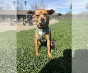 Mutt Dogs for adoption in Candler, NC, USA