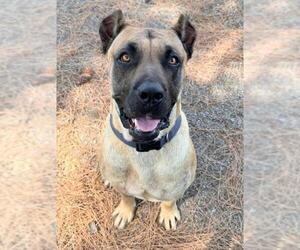 Mutt Dogs for adoption in Woodland, CA, USA