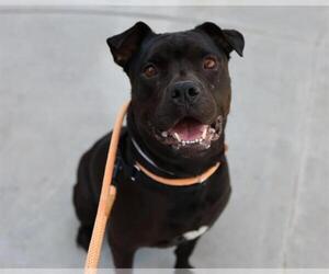 Rottweiler-Unknown Mix Dogs for adoption in Martinez, CA, USA