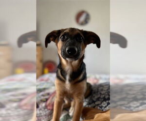 Labrador Retriever-Unknown Mix Dogs for adoption in San Diego, CA, USA