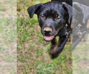 Retriever -Unknown Mix Dogs for adoption in Canton, CT, USA