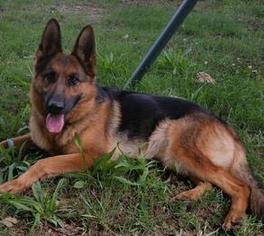 German Shepherd Dog Dogs for adoption in Chichester, NH, USA
