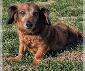 Chiweenie Dogs for adoption in Shelbyville, TN, USA