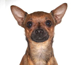 Chihuahua Dogs for adoption in Oakland Park, FL, USA