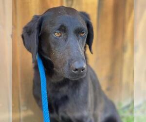Labrador Retriever-Unknown Mix Dogs for adoption in San Diego, CA, USA