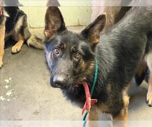 German Shepherd Dog Dogs for adoption in Tulsa, OK, USA