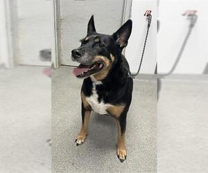 Rottweiler Dogs for adoption in Palmetto, FL, USA