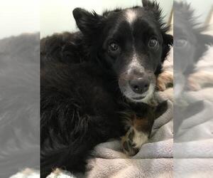Border-Aussie Dogs for adoption in Davis, CA, USA