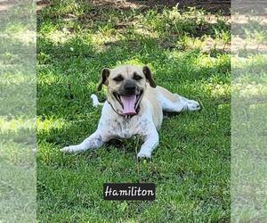 Mutt Dogs for adoption in Granbury, TX, USA
