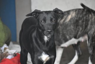 Labrador Retriever-Unknown Mix Dogs for adoption in Jarrell, TX, USA