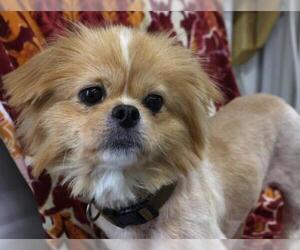 Pominese Dogs for adoption in Thief River Falls, MN, USA
