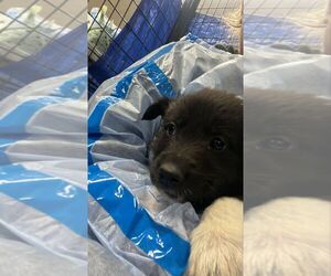 Collie-Unknown Mix Dogs for adoption in Calgary, Alberta, Canada