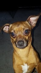 Chiweenie Dogs for adoption in Seminole, FL, USA
