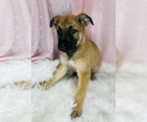 Mutt Dogs for adoption in Clarkesville, GA, USA