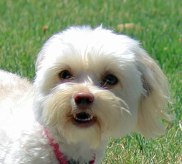 Maltese Dogs for adoption in Antioch, CA, USA