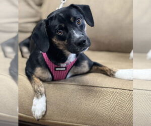 Beagle-Unknown Mix Dogs for adoption in Mundelein, IL, USA