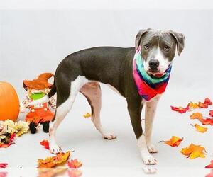 American Pit Bull Terrier Dogs for adoption in Sanford, FL, USA