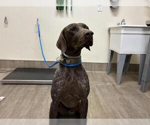 German Shorthaired Pointer Dogs for adoption in Pasadena, CA, USA