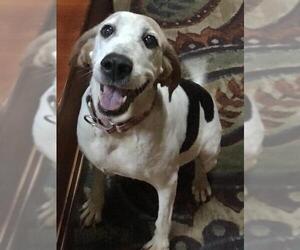 Treeing Walker Coonhound Dogs for adoption in Blackwood, NJ, USA